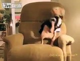 Dog shaking it off