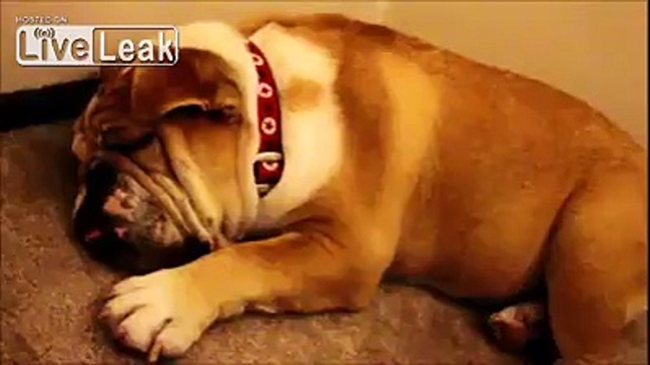 Dog Snores Like Daffy Duck