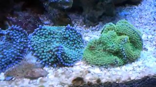 10 gallon reef tank  Video 4