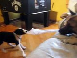 pelea de perros y rambo con su trucos