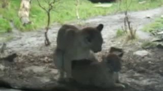 Puma having Sex