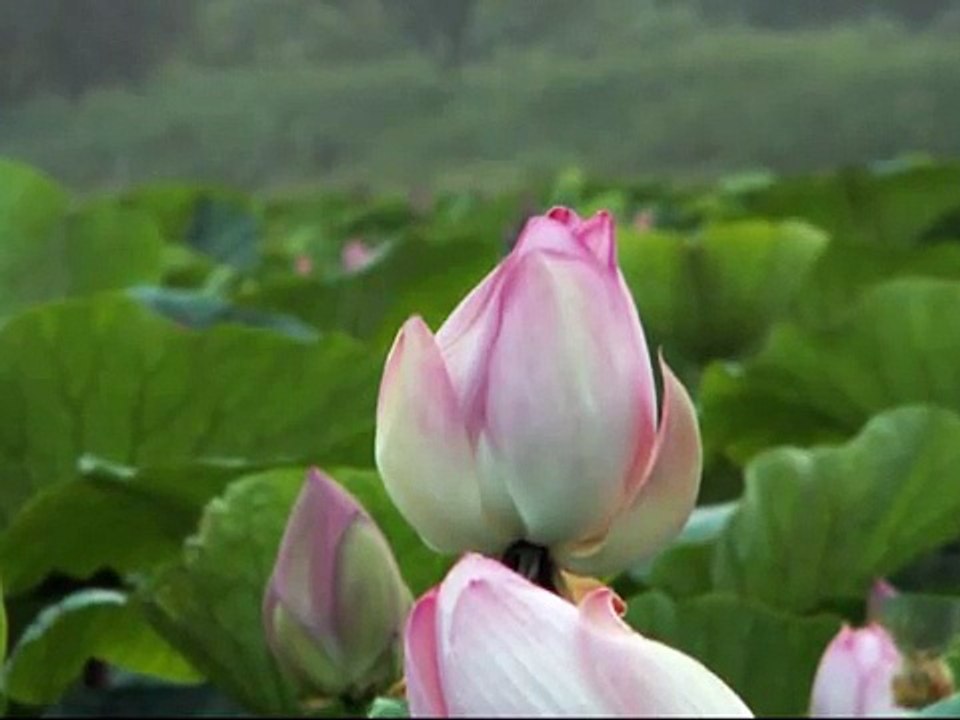 lotus flower