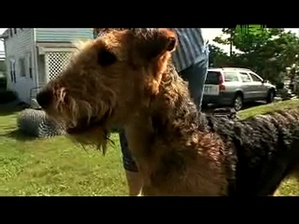Dogs 101 - Airedale Terrier