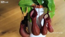Fertilisation test with Nepenthes