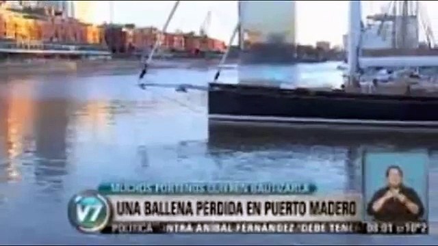Una ballena se perdio en Puerto Madero, Buenos Aires