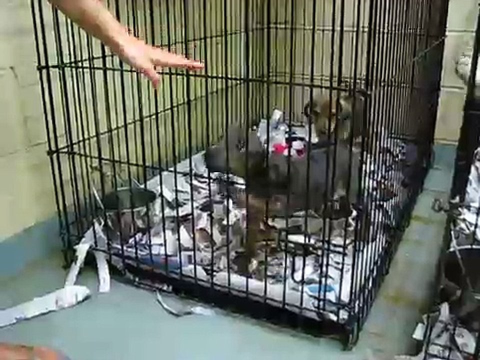 Cattle Dog  mix puppies