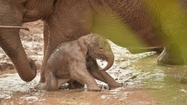 One-week-old elephant calf enjoys a slippery mud bath