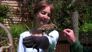 Experience Day at The Falconry Centre - Hagley West Midlands