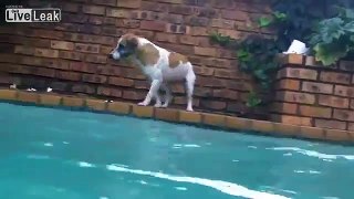 MUST WATCH! Amazing dog catches big fish