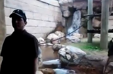 Ninja monkey strikes back!