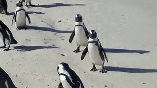 penguins are cute.....HAPPY FEET