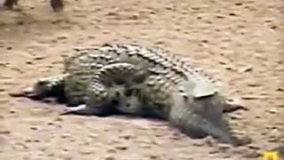Crocodile Attack wild bours YALA Animal attack Top ten10@animal