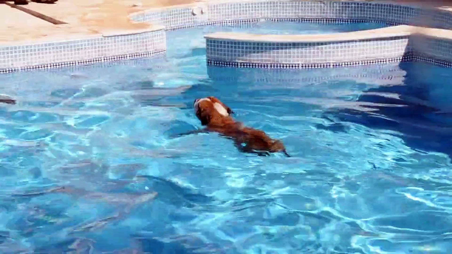 Swimming bulldog