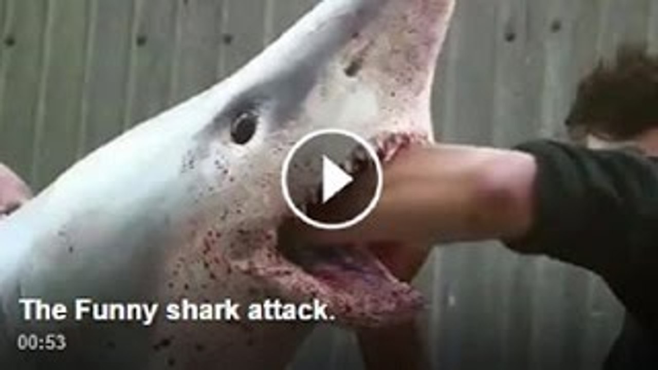 The Funny shark attack.