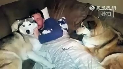 Kardeşi Sevilirken Kıskanan Köpek