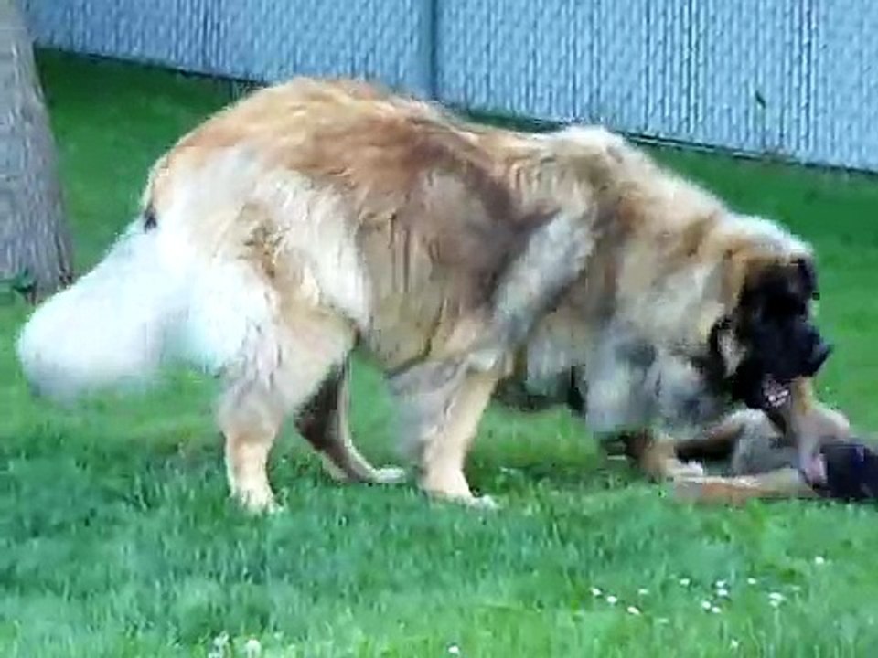 Billy & Piper - Day 14