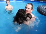 Cocker Spaniel Swimming in Pool