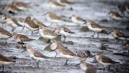 Scanning to Spoon-billed Sandpiper
