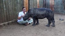 Rescued Endangered Rhino Snuggles with Keeper, and is Scared to Sleep Alone
