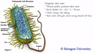 Prokaryote Structure | Flagella & Fimbria | Created by Sairagon 1988