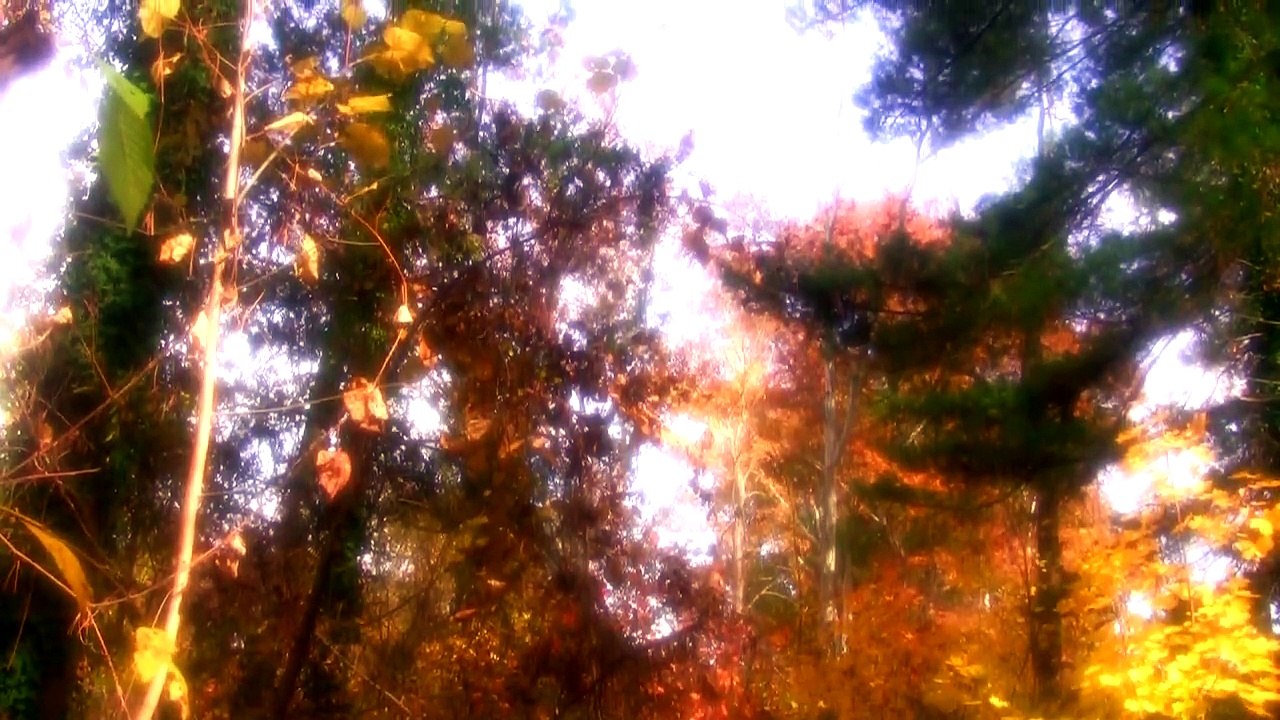 Autumn Dream