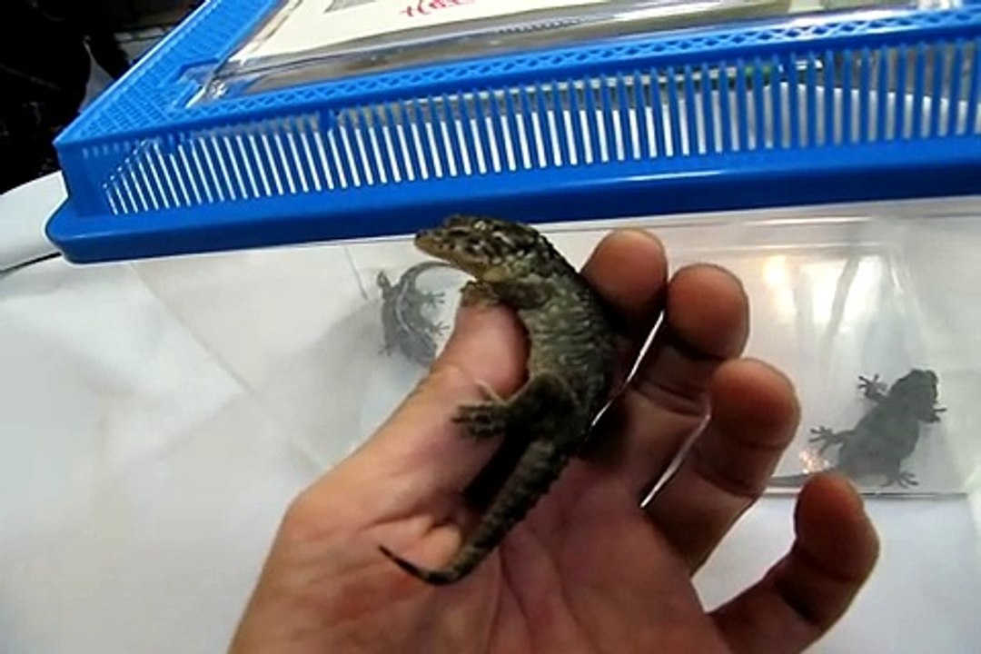 Cape Verde Giant Gecko