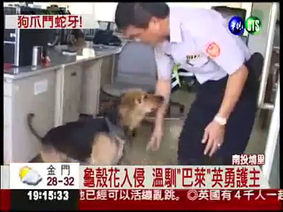 勇犬[MIX巴萊]大戰龜殼花，狗爪單挑蛇牙 - 華視新聞網