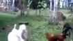 Funny Videos - Funny Animals | Chickens and Duck spar - Part 2