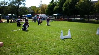 Flyball demonstration, Somerville Dog Festival