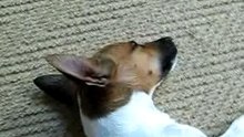 snoring labrador
