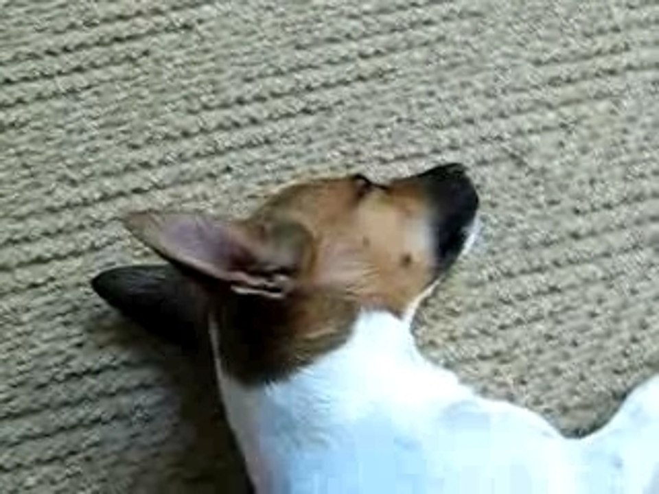 snoring labrador