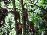 Manuel Antonio Park Spider Monkeys