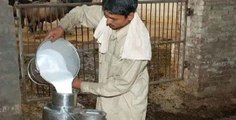 What injection using for increase milk quantity ?