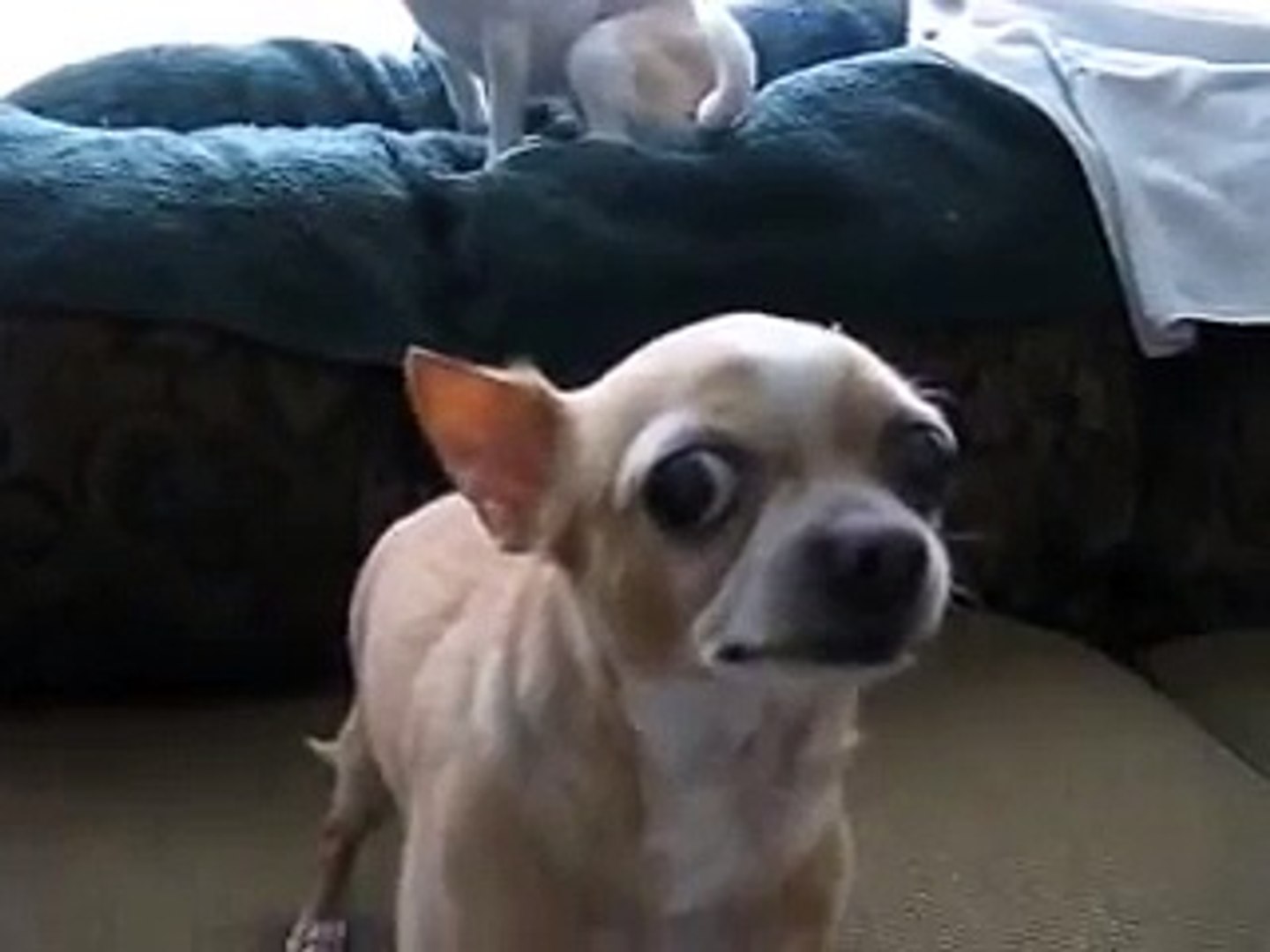 Tiny The Angry Chihuahua Part 4 Video Dailymotion