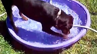Mia the rottweiler playing in the pool