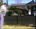 Man kicked by horse