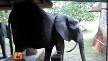 Safari in Zambia - Elephants invade the Hotel