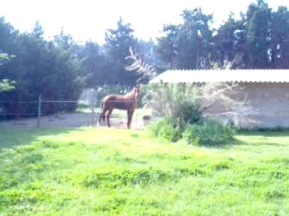 Titi