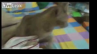 Funny Cats Video - Funny Cat Videos Ever- Funny Videos 2014 - Funny Animals Funny Animal Videos (1)