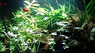 Mit akvarie