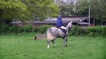 Horses for Sale - Reggie - 16.3 hands 6 years old irish draught x dapple grey gelding