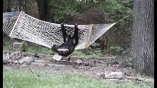 bear in a hammock from 2006