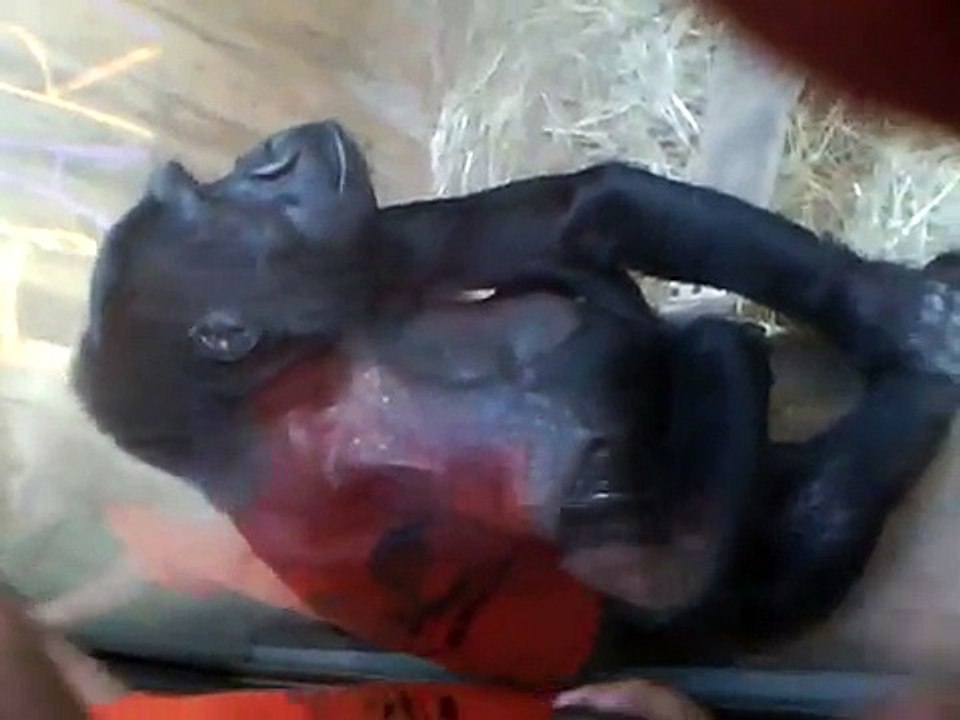 Gorilla throwing up