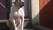 BULLY KUTTA BAJOU PUPPIES pt1 WITH REALDEAL XENA