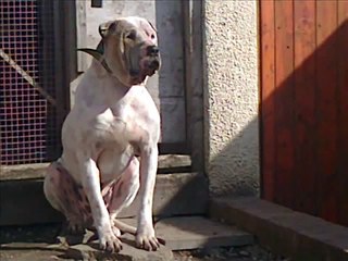 BULLY KUTTA BAJOU PUPPIES pt1 WITH REALDEAL XENA