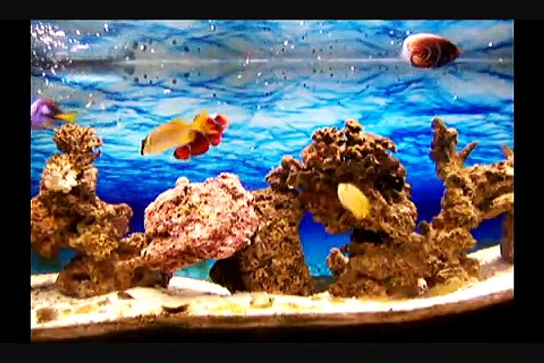 Saltwater tank 11