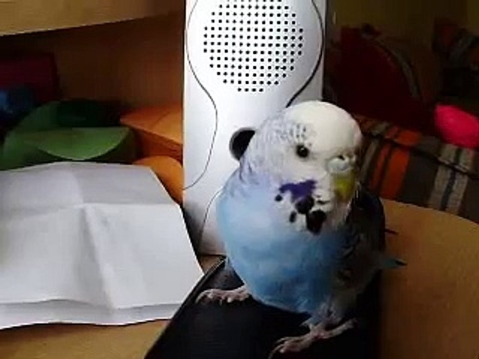 Budgie RUN