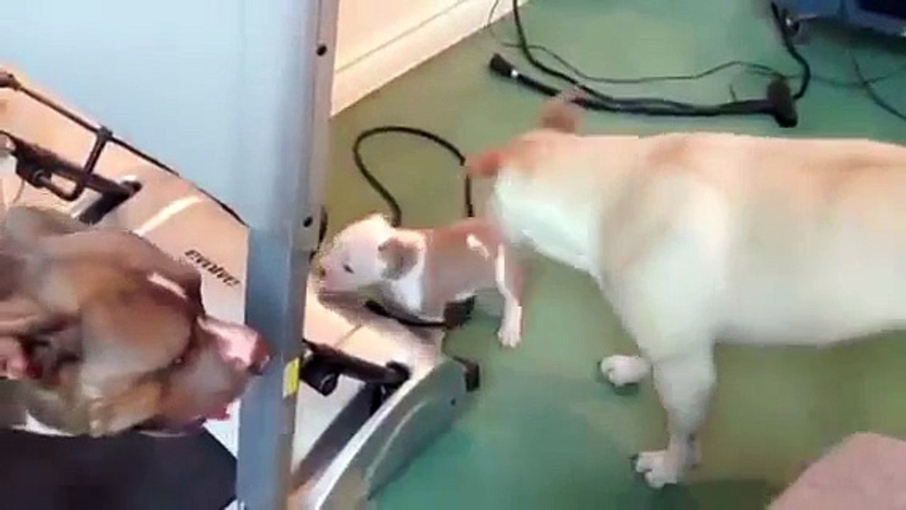 Puppy is vastbesloten om op de loopband te gaan.