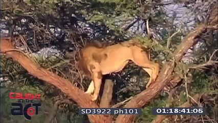 動物ファイト 最強動物戦い ライオンの攻撃 ファイト 映像 新しいビデオ Video Dailymotion