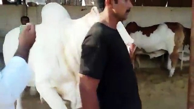 WHITE LION‬ loading from ‪‎Fine Cattle Farm‬ MashaAllah 2015